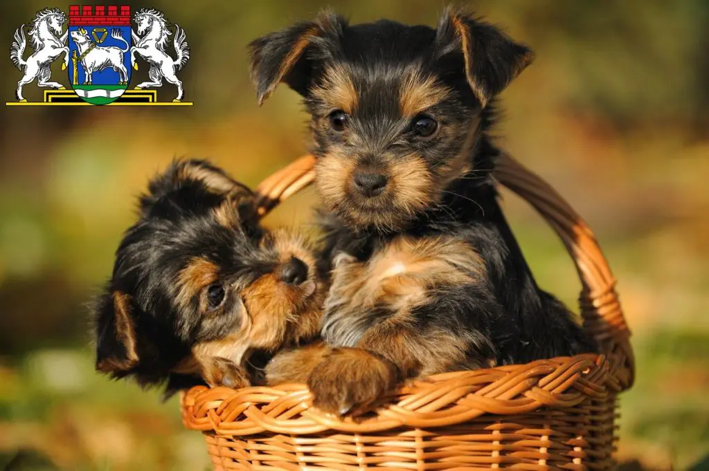 Yorkshire Terrier Züchter mit Welpen Osterholz-Scharmbeck, Niedersachsen