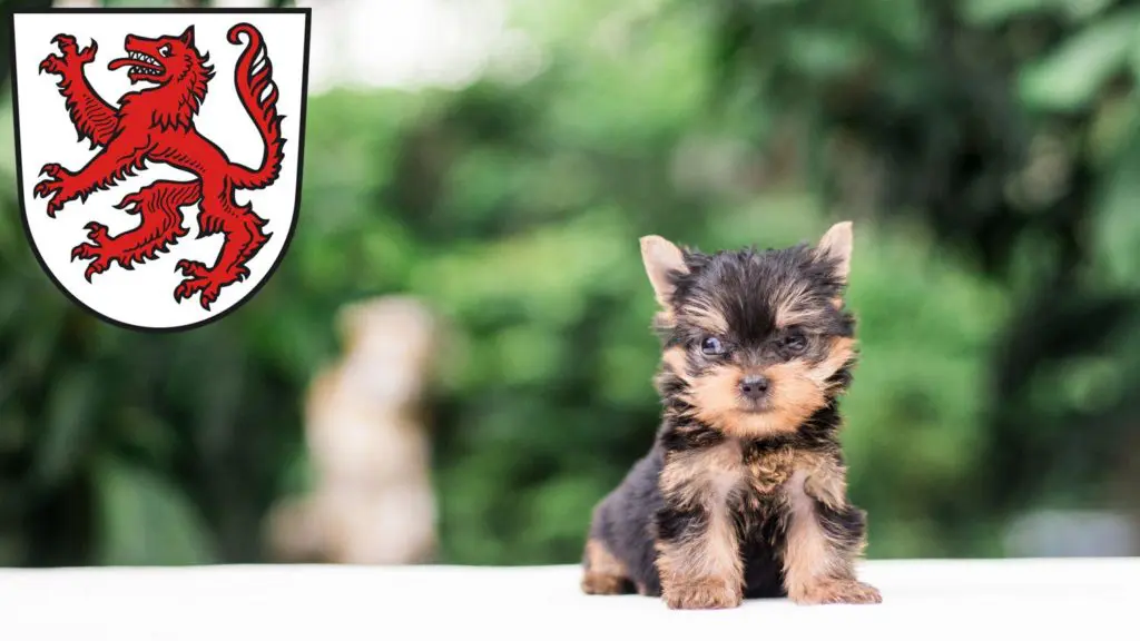 Yorkshire Terrier Züchter mit Welpen Passau, Bayern