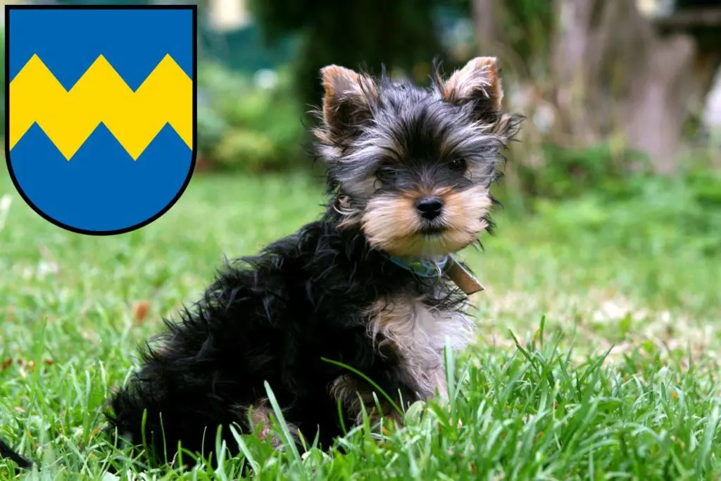 Yorkshire Terrier Züchter mit Welpen Pfaffenhofen an der Ilm, Bayern