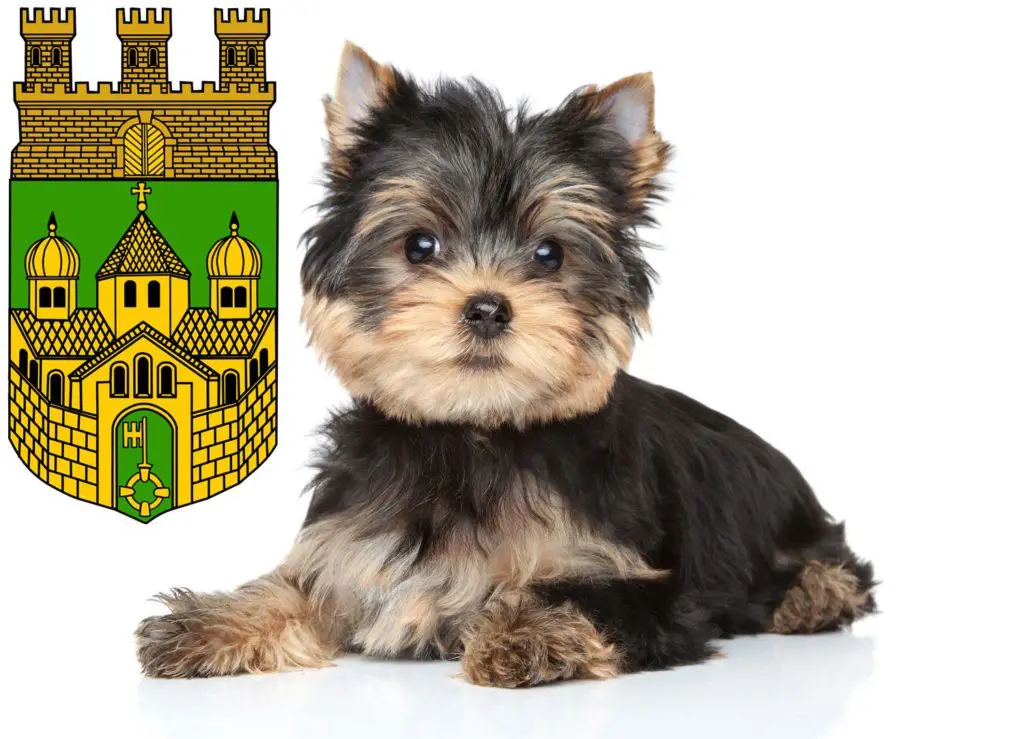 Yorkshire Terrier Züchter mit Welpen Recklinghausen, Nordrhein-Westfalen