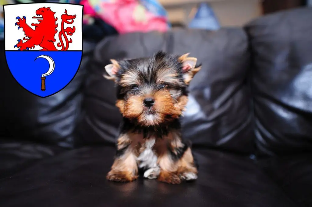 Yorkshire Terrier Züchter mit Welpen Remscheid, Nordrhein-Westfalen