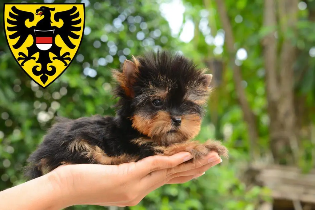 Yorkshire Terrier Züchter mit Welpen Reutlingen, Baden-Württemberg