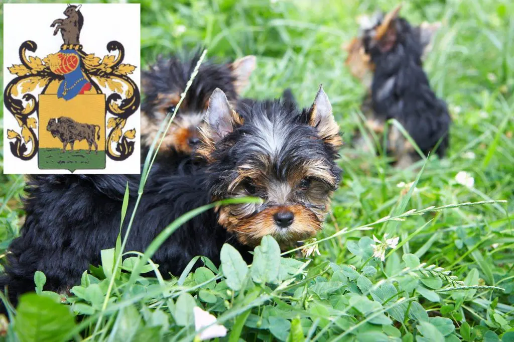 Yorkshire Terrier Züchter mit Welpen Schleiz, Thüringen