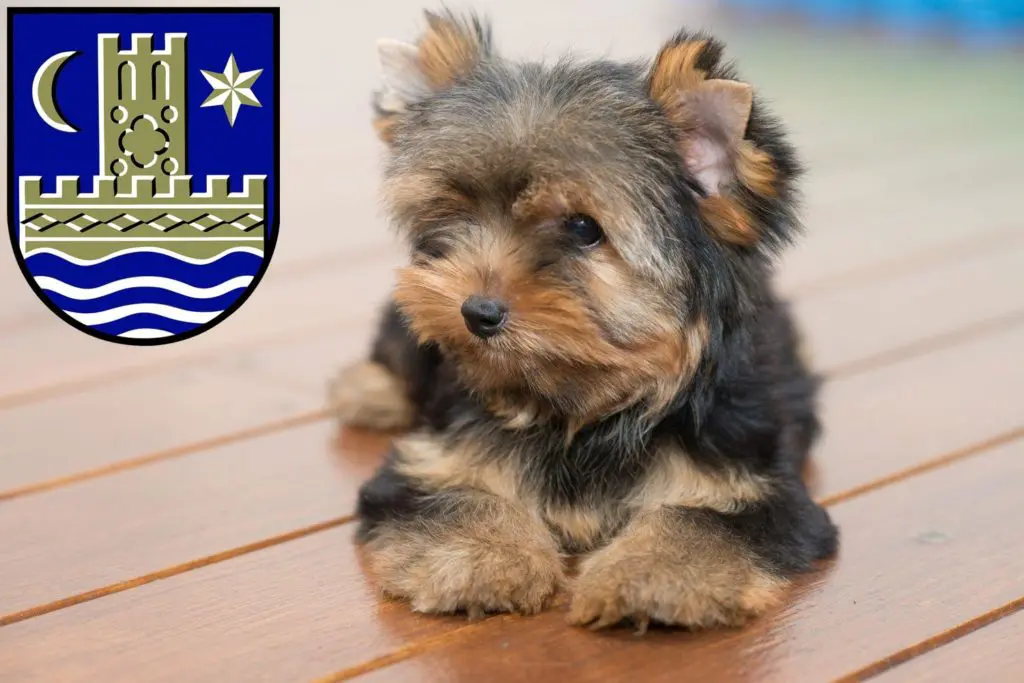 Yorkshire Terrier Züchter mit Welpen Schleswig, Schleswig-Holstein