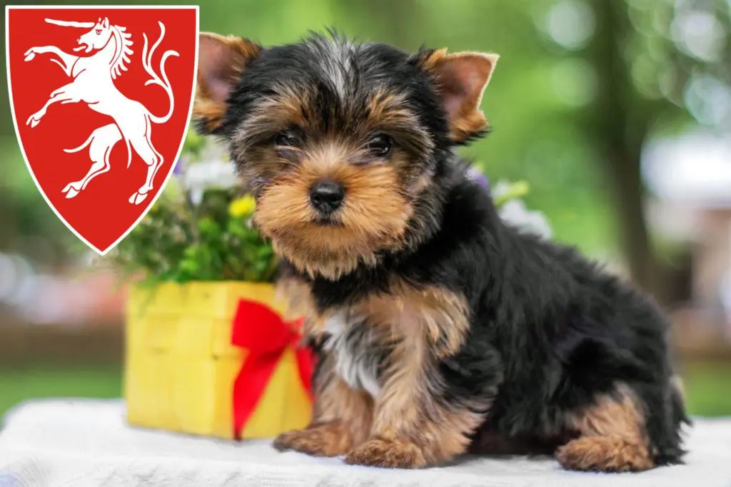 Yorkshire Terrier Züchter mit Welpen Schwäbisch Gmünd, Baden-Württemberg