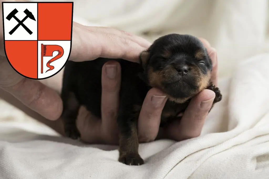 Yorkshire Terrier Züchter mit Welpen Senftenberg, Brandenburg