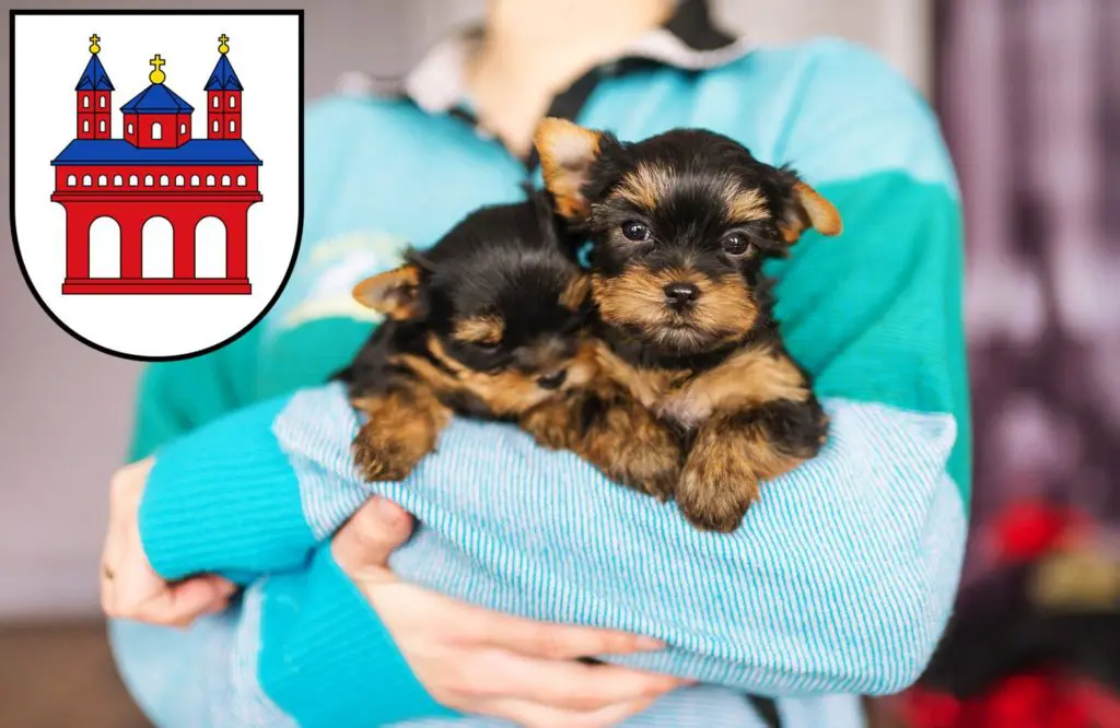 Yorkshire Terrier Züchter mit Welpen Speyer, Rheinland-Pfalz