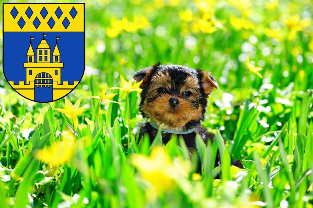 Yorkshire Terrier Züchter mit Welpen Steinfurt, Nordrhein-Westfalen