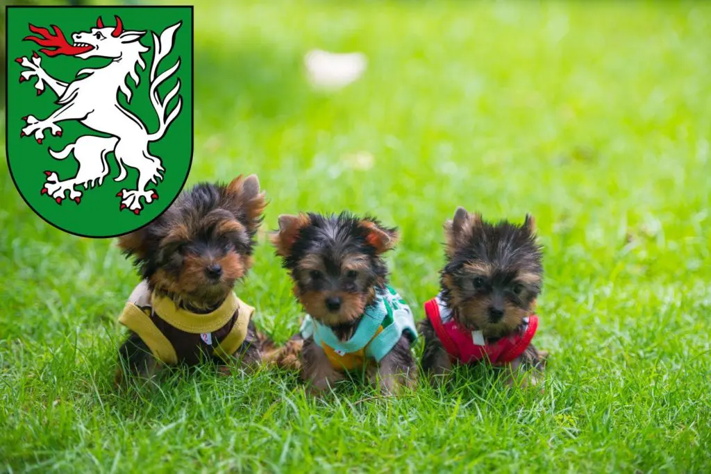 Yorkshire Terrier Züchter mit Welpen Steyr, Österreich