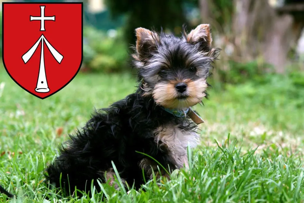 Yorkshire Terrier Züchter mit Welpen Stralsund, Mecklenburg-Vorpommern