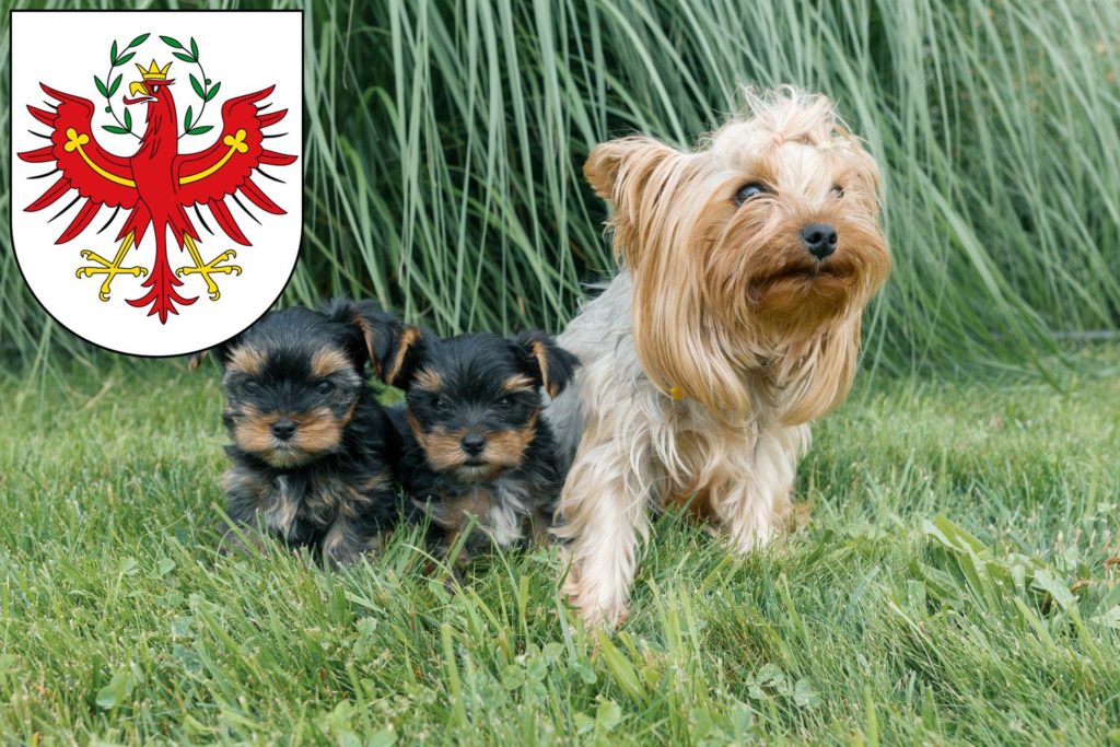 Yorkshire Terrier Züchter mit Welpen Tirol, Österreich
