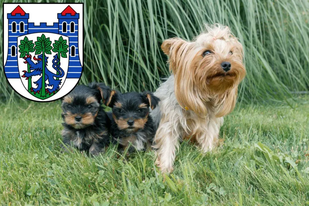 Yorkshire Terrier Züchter mit Welpen Uelzen, Niedersachsen