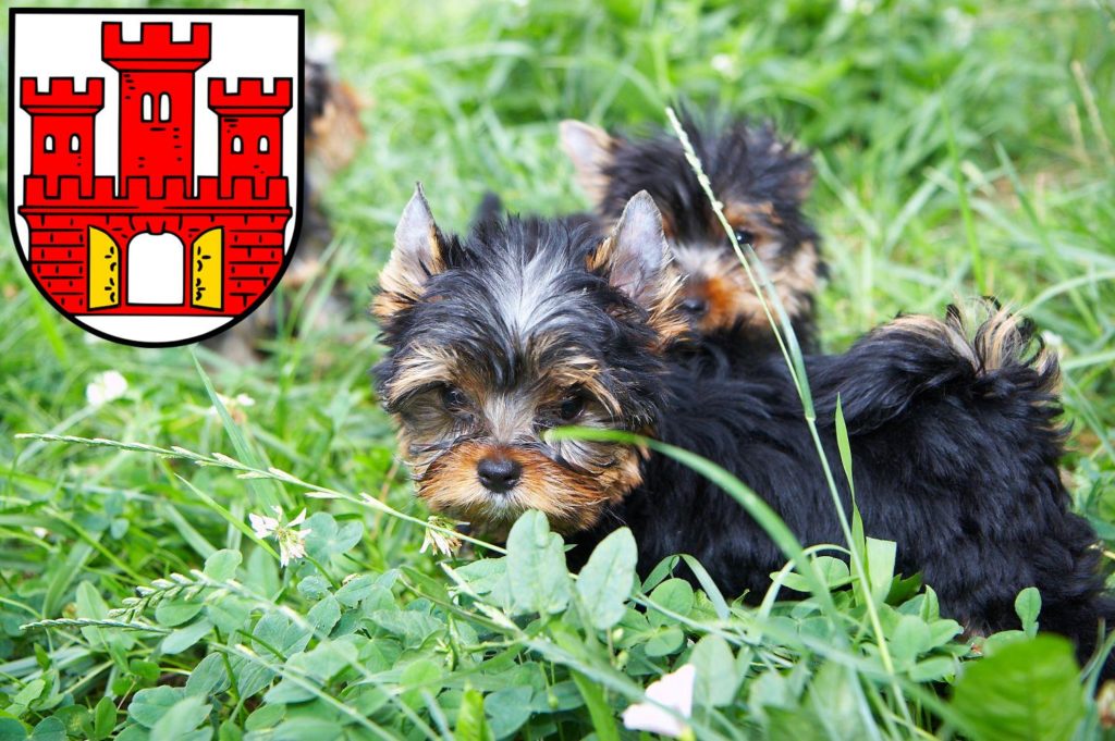 Yorkshire Terrier Züchter mit Welpen Weilheim in Oberbayern, Bayern