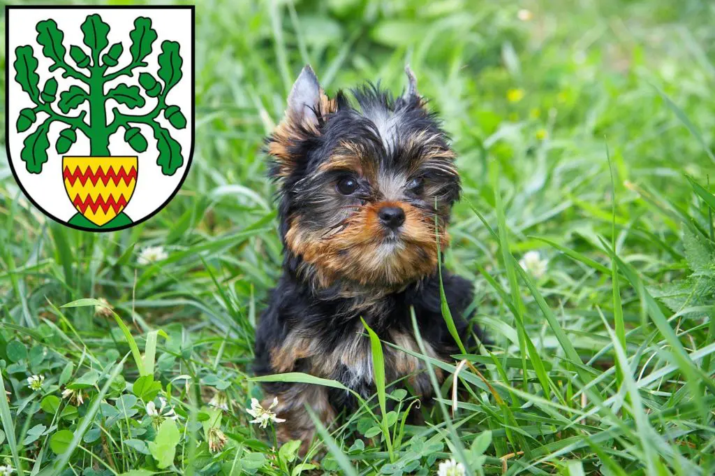 Yorkshire Terrier Züchter mit Welpen Westerstede, Niedersachsen