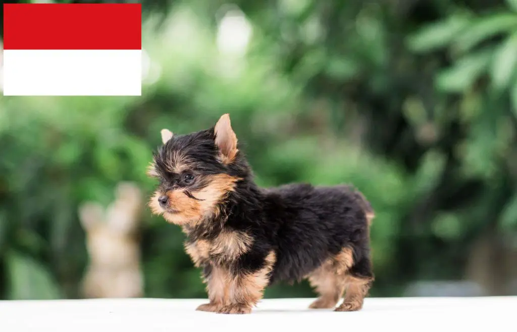 Yorkshire Terrier Züchter mit Welpen Wien, Österreich