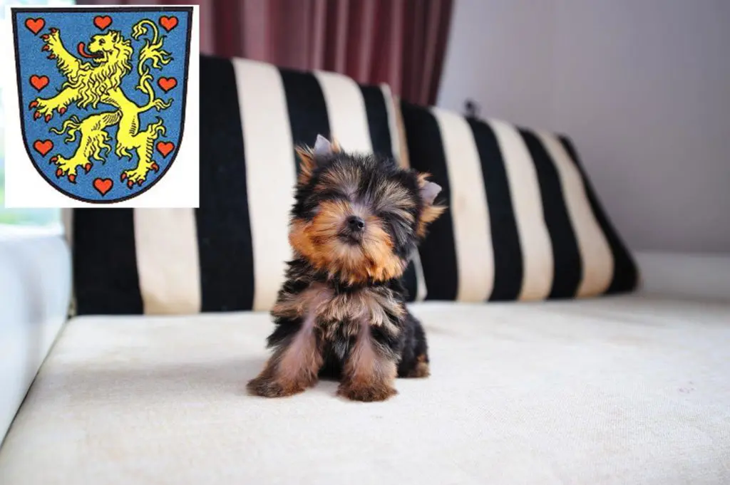 Yorkshire Terrier Züchter mit Welpen Winsen (Luhe), Niedersachsen