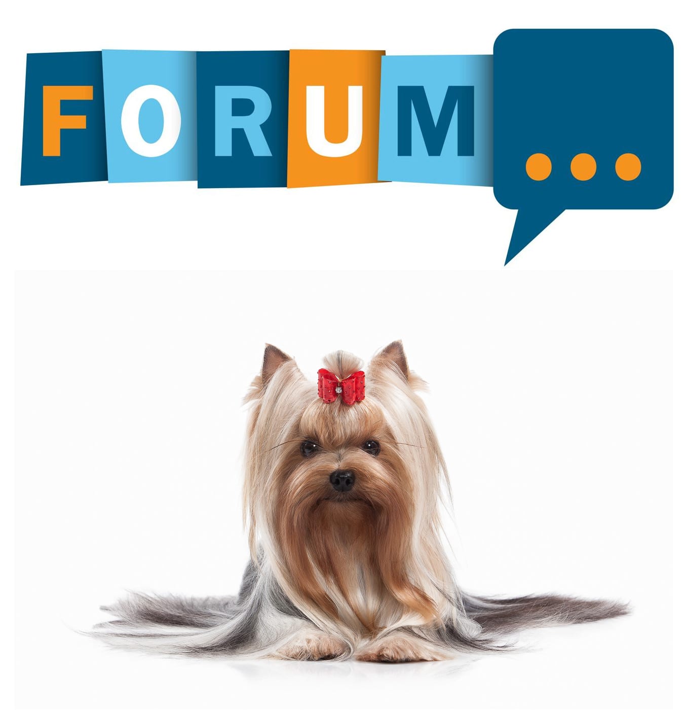 Yorkshire Terrrier Forum - Fragen und Antworten zum Yorkshire Terrier