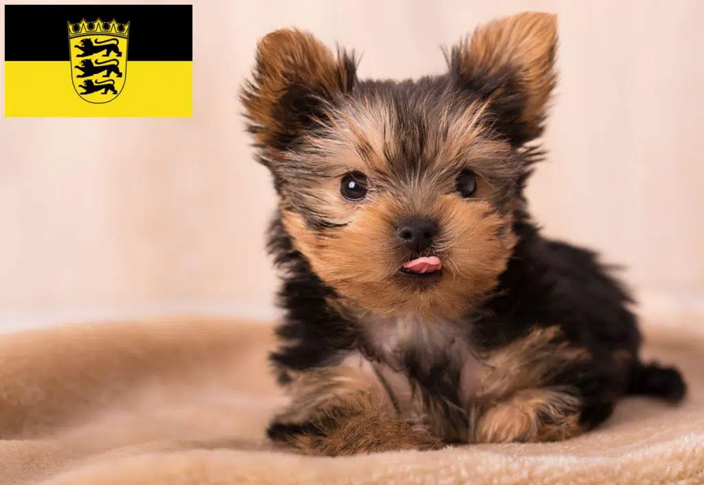 Yorkshire Terrier Züchter mit Welpen Baden-Württemberg