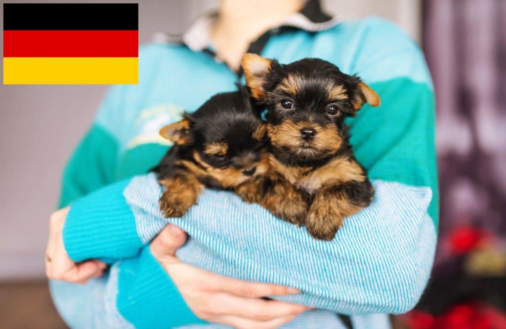 Yorkshire Terrier Züchter mit Welpen Deutschland
