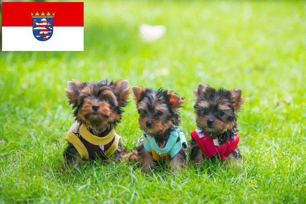 Yorkshire Terrier Züchter mit Welpen Hessen