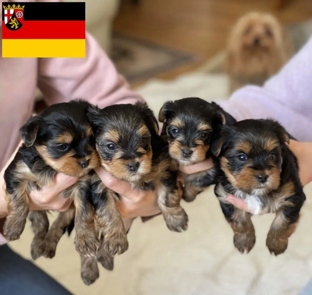 Yorkshire Terrier Züchter mit Welpen Rheinland-Pfalz