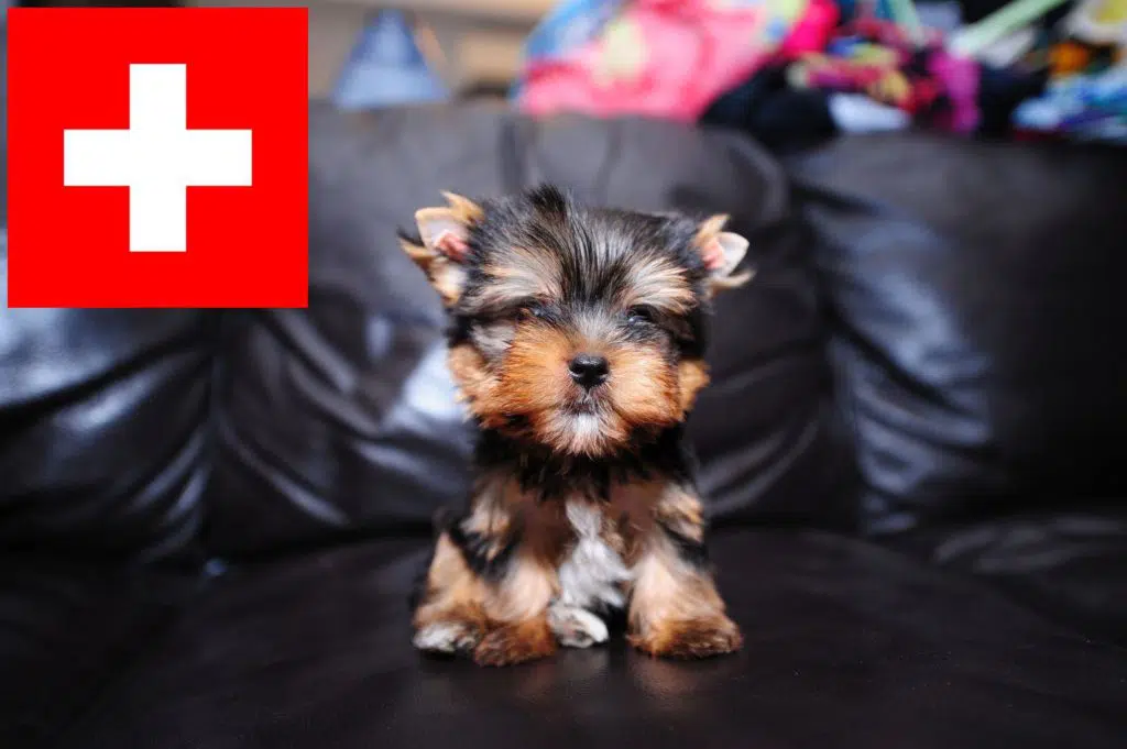 Yorkshire Terrier Züchter mit Welpen Schweiz