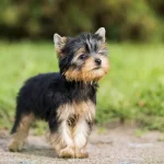 Yorkshire Terrier Anzeigen