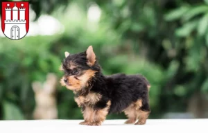 Mehr über den Artikel erfahren Yorkshire Terrier Züchter und Welpen in Eimsbüttel