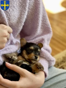 Mehr über den Artikel erfahren Yorkshire Terrier Züchter und Welpen in Eutin