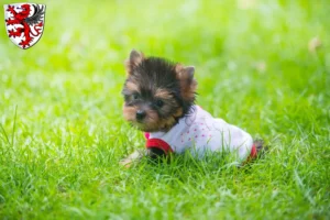 Mehr über den Artikel erfahren Yorkshire Terrier Züchter und Welpen in Gießen