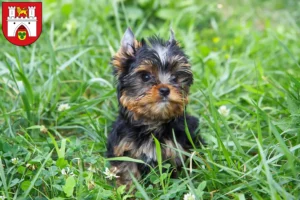Mehr über den Artikel erfahren Yorkshire Terrier Züchter und Welpen in Hannover