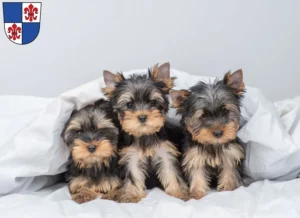 Mehr über den Artikel erfahren Yorkshire Terrier Züchter und Welpen in Karlstadt