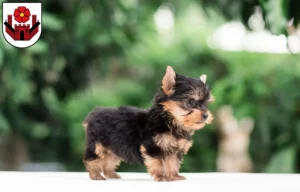 Mehr über den Artikel erfahren Yorkshire Terrier Züchter und Welpen in Lippstadt