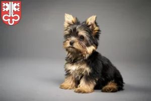 Mehr über den Artikel erfahren Yorkshire Terrier Züchter und Welpen in Nidwalden