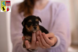 Mehr über den Artikel erfahren Yorkshire Terrier Züchter und Welpen in Nienburg/Weser