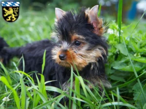 Mehr über den Artikel erfahren Yorkshire Terrier Züchter und Welpen in Oberbayern