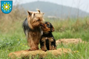 Mehr über den Artikel erfahren Yorkshire Terrier Züchter und Welpen in Perleberg
