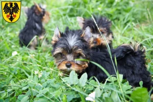 Mehr über den Artikel erfahren Yorkshire Terrier Züchter und Welpen in Rottweil