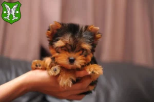 Mehr über den Artikel erfahren Yorkshire Terrier Züchter und Welpen in Saalfeld/Saale