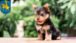 Mehr über den Artikel erfahren Yorkshire Terrier Züchter und Welpen in Schwerin