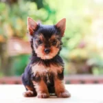 Gesunde Yorkshire Terrier Welpen von seriösen Züchtern kaufen.