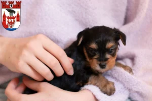 Mehr über den Artikel erfahren Yorkshire Terrier Züchter und Welpen in Spandau