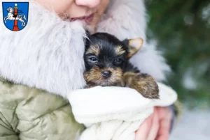 Mehr über den Artikel erfahren Yorkshire Terrier Züchter und Welpen in Wolfenbüttel