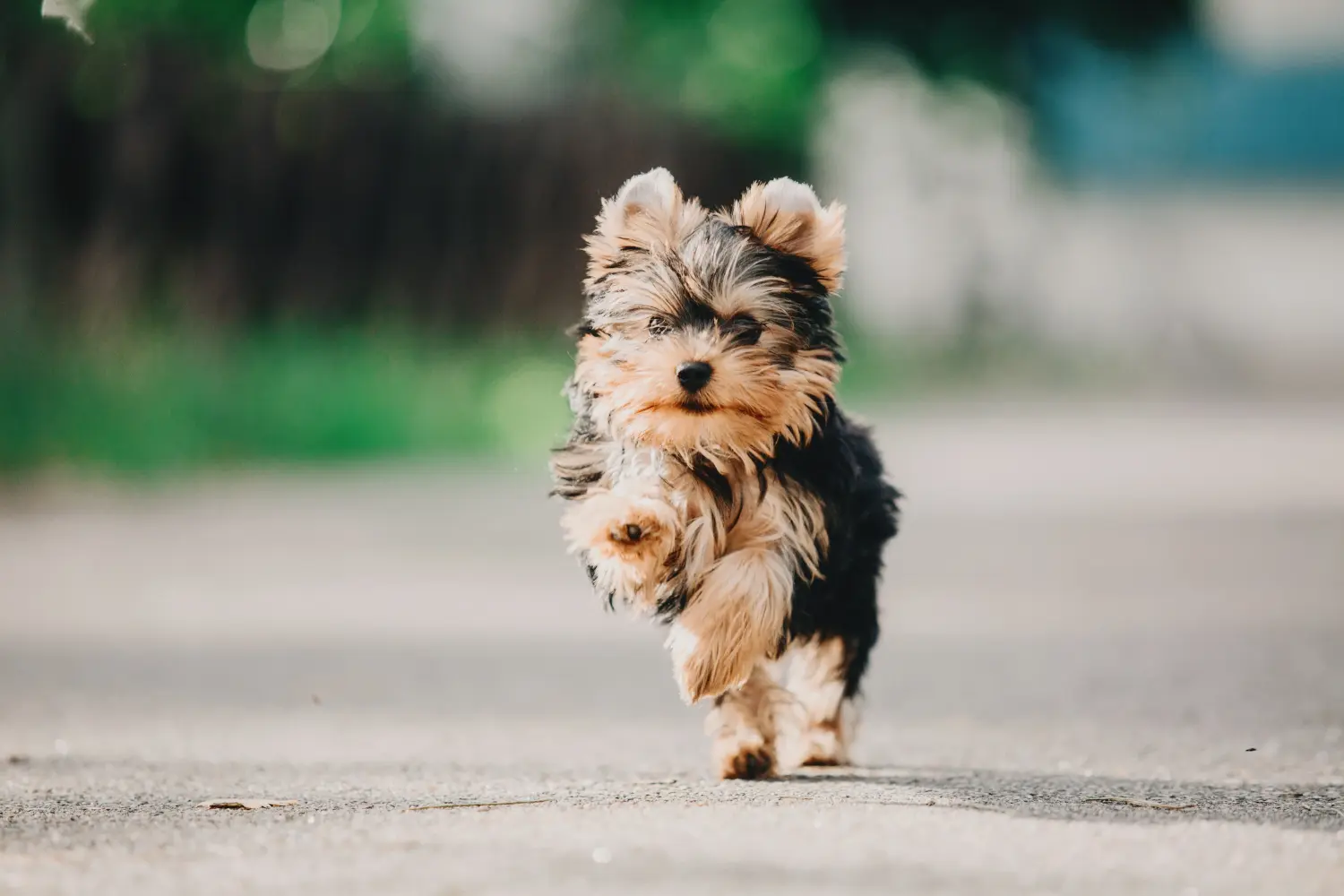 Einen Yorkshire Terrier Welpen zu kaufen, bedeutet Verantwortung zu übernehmen! Yorkshire Terrier Welpen kaufen.