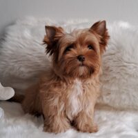 Blonde Chocolate Rüde/Black and tan Hündin