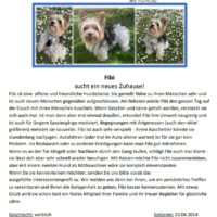 Kuschel Maus gesucht? Biewer-Yorkshire-Dame Fibi freut sich auf eure Bewerbungen