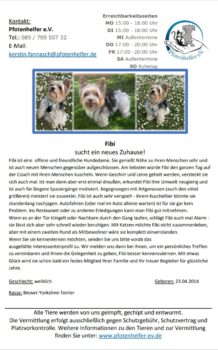 Kuschel Maus gesucht? Biewer-Yorkshire-Dame Fibi freut sich auf eure Bewerbungen