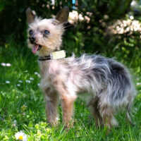 Yorki-Gizmo