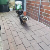Kleine süße Welpen zuverkaufen