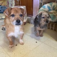 Estrella & Tom - Zwei die einen Platz suchen!! Einen Platz für immer!